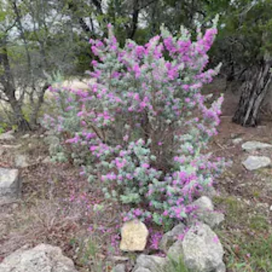 Entire 2Br 2Ba Hilltop View Home Sleeps 7 Pets 4 Acres Jacuzzi Central Ac Kingbeds Free Wifi-Parking Kitchen Washerdryer Starry Terrace Two Sunset Dining Patios Grill Stovetop Oven Fridge Onsitewoodedhiking Wildlife Coveredpatio4Pets & Birds Singing! Marble Falls Kültér fotó